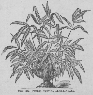 Pteris