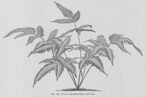 Pteris