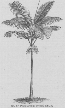 Ptychosperma