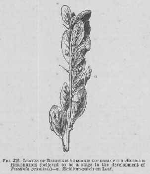 Berberis