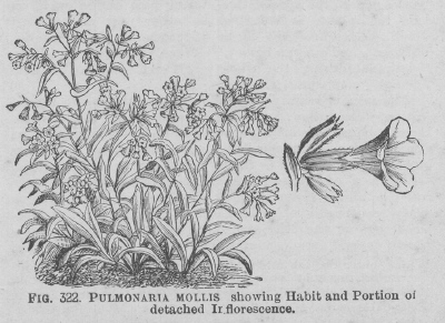 Pulmonaria