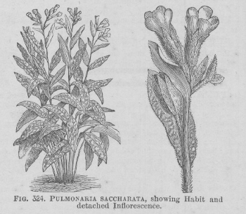 Pulmonaria