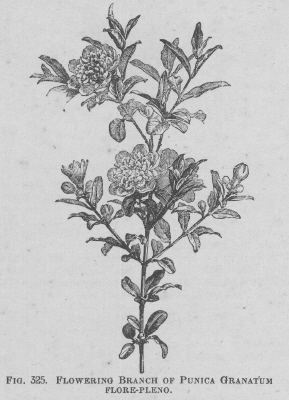 Punica