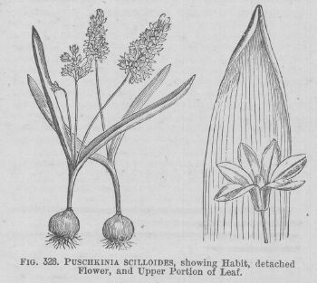 Puschkinia