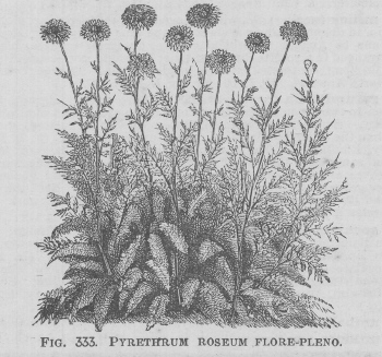 Pyrethrum