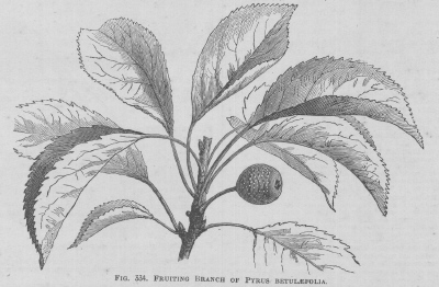 Pyrus