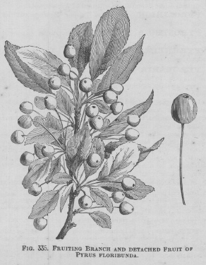 Pyrus