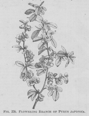 Pyrus