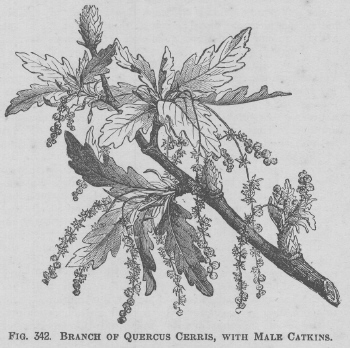 Quercus