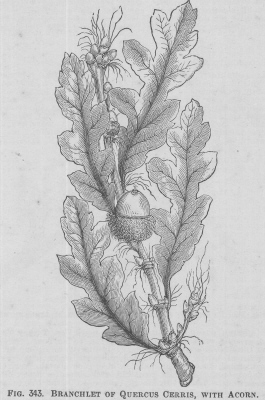 Quercus