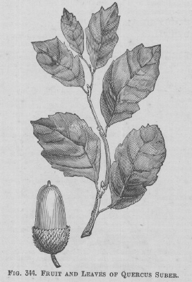 Quercus