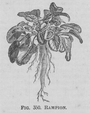 Rampion
