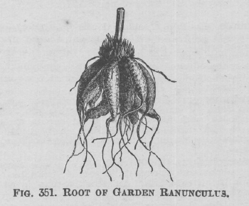 Ranunculus