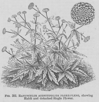 Ranunculus
