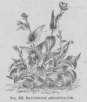 Ranunculus