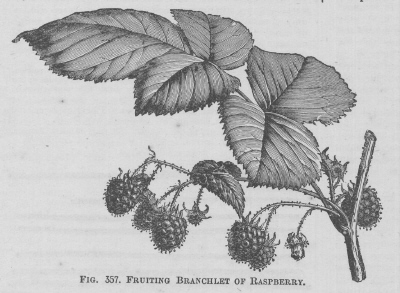 Raspberry