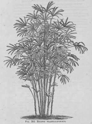 Rhapis