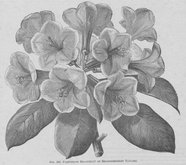 Rhododendron