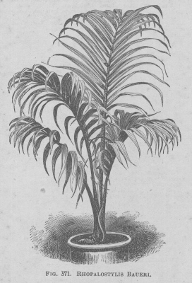 Rhopalostylis