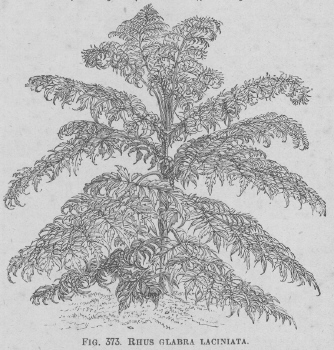 Rhus