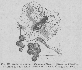 Gooseberry