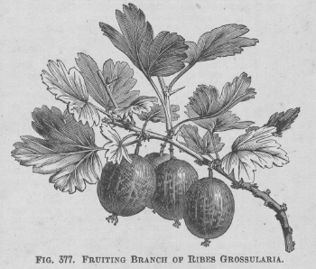 Ribes