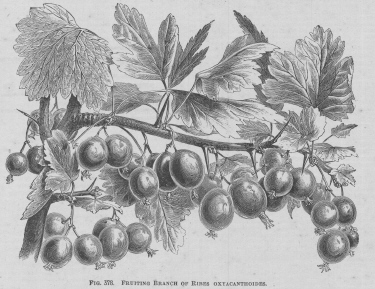 Ribes