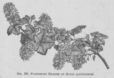Ribes