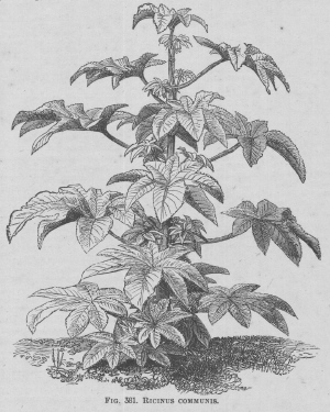 Ricinus