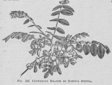 Robinia
