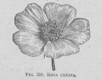 Rosa