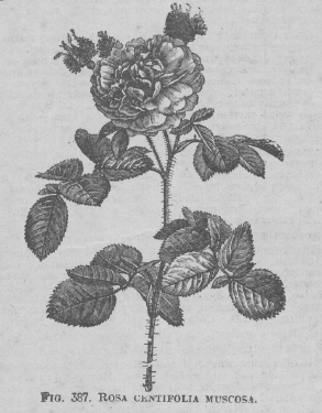 Rosa