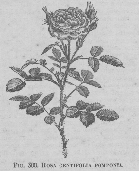 Rosa