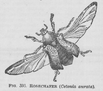 Rosechafer