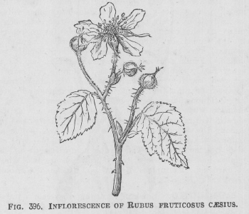 Rubus