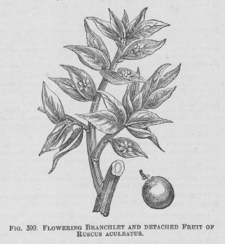 Ruscus