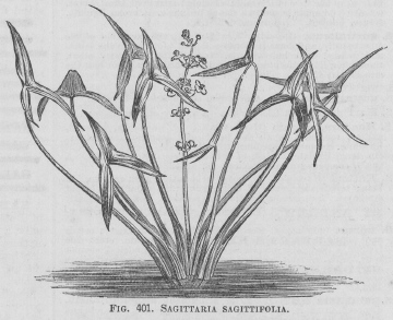 Sagittaria