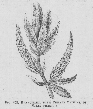 Salix