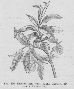 Salix