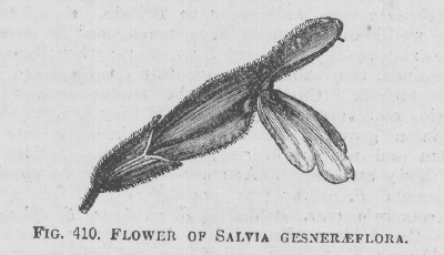 Salvia