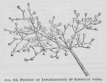 Sambucus
