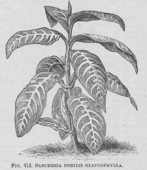 Sanchezia