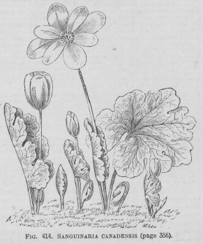 Sanguinaria