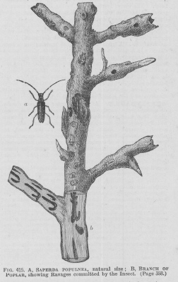 Saperda