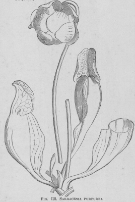 Sarracenia