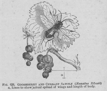 Gooseberry