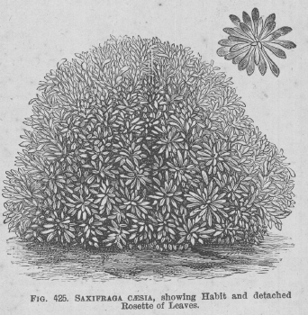 Saxifraga