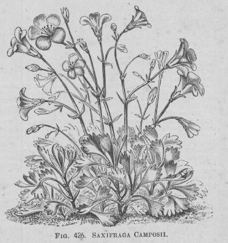 Saxifraga