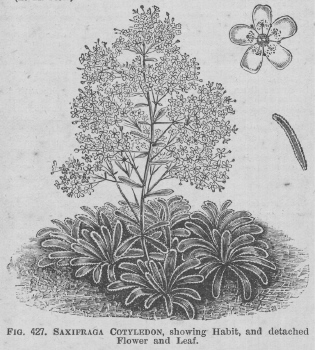Saxifraga