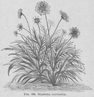 Scabiosa